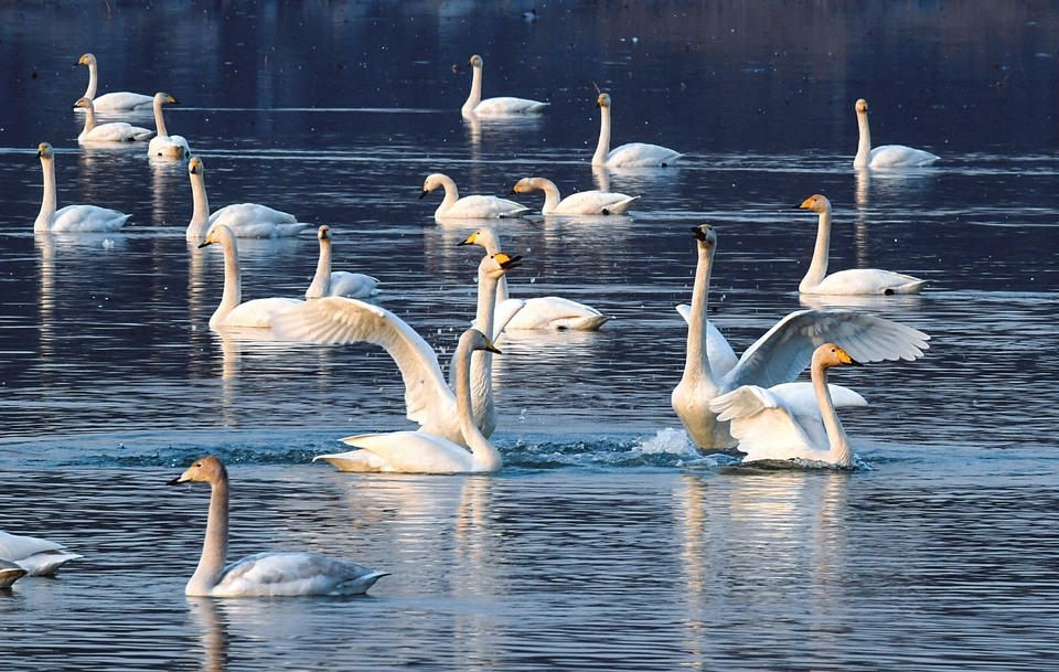 Parc national des zones humides de la rivière Fenhe à Hongdong : Des cygnes blancs nagent paisiblement sur l’eau